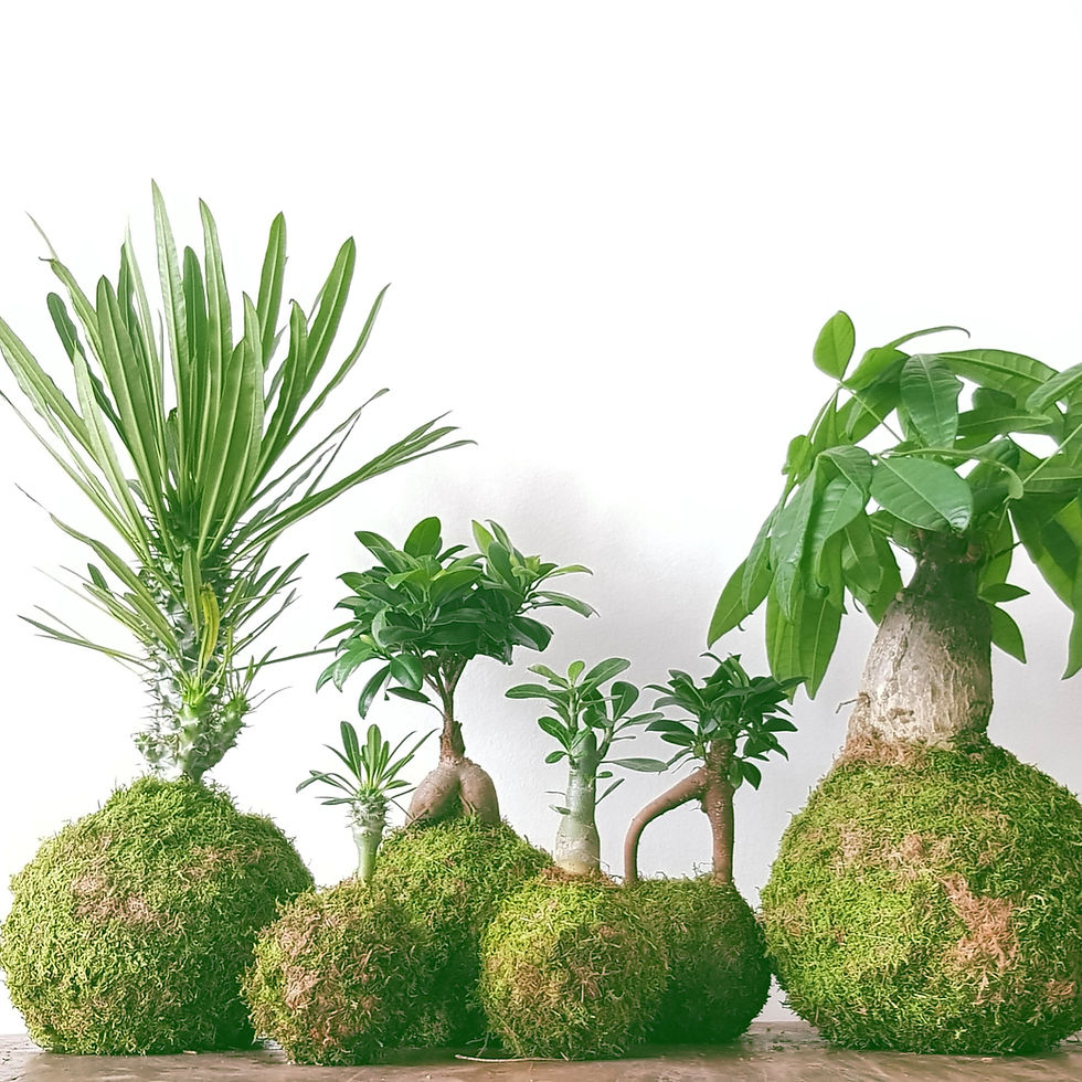kokedama arbres
