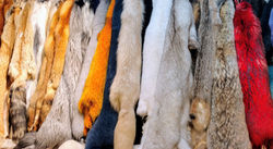 Fur & leather shop