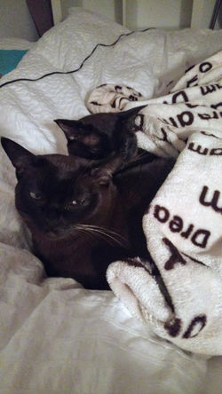 Snuggly kitties