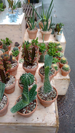 Cute little cacti!