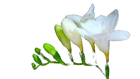 flower3giphy.gif