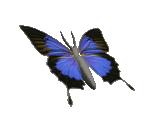 butterfly15giphy.gif