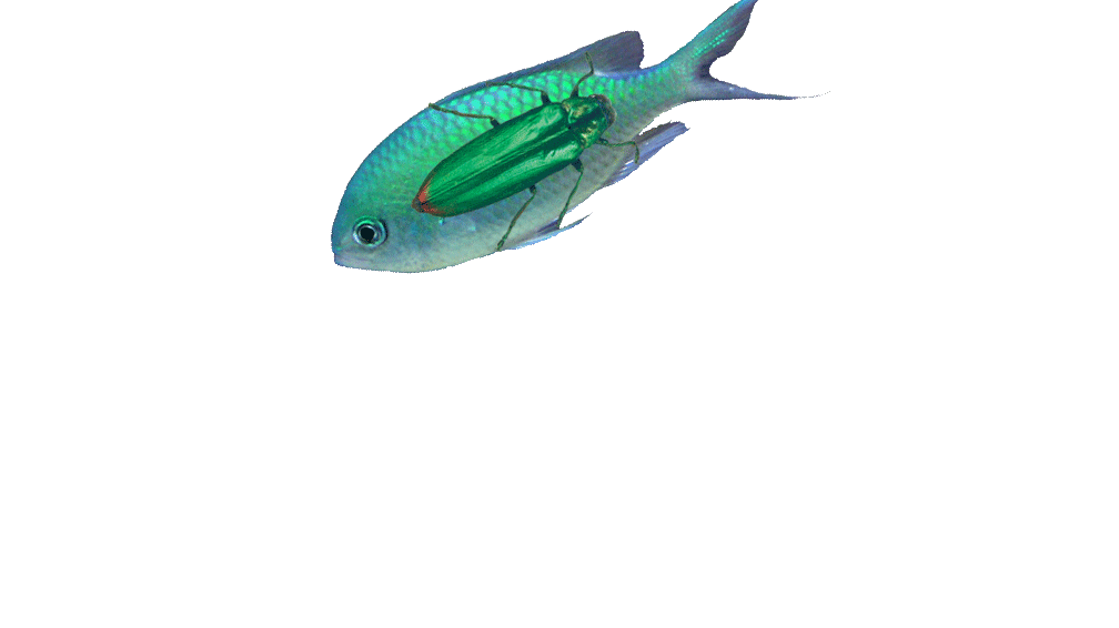f35fish-114.gif
