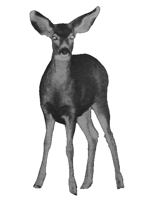 deer10giphy.gif