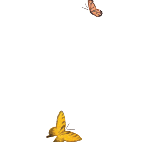 butterfly16giphy.gif