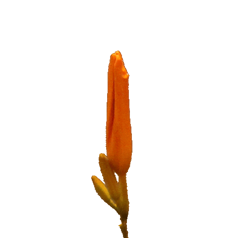 flower21giphy.gif