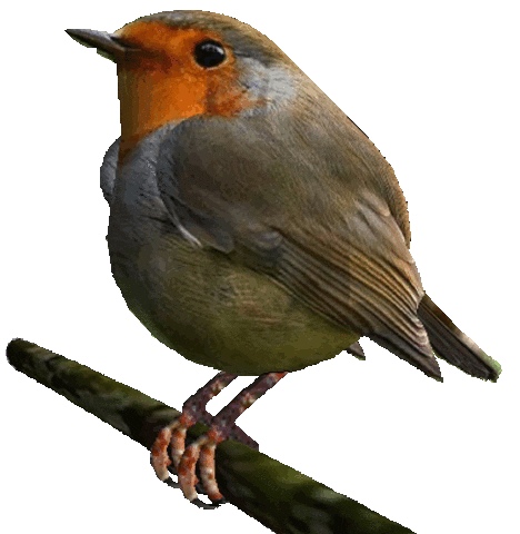 robin2giphy.gif