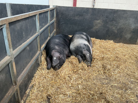 Wigfield farm