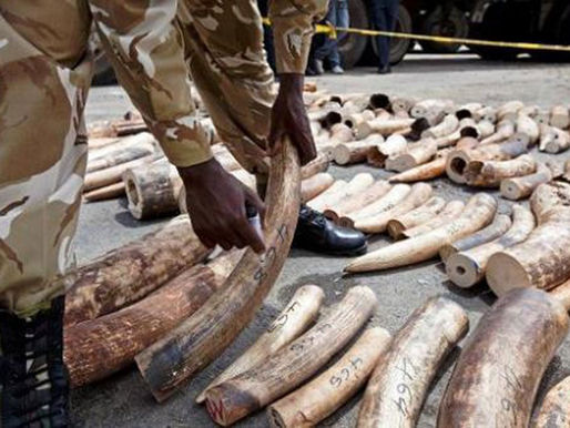 West Nile now a haven for wildlife trafficking