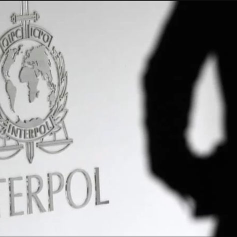 Illegal wildlife trade: Interpol announces hundreds of arrests