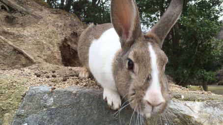 Okunoshima (Bunny Island)