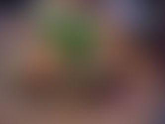 Hiroshima Okonomiyaki