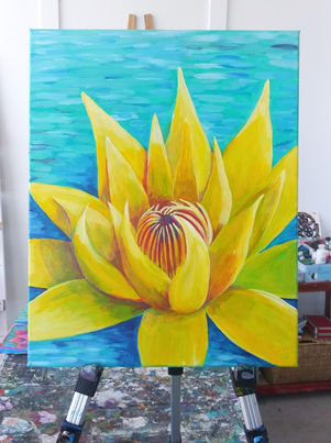 water lily, Florida native water lily