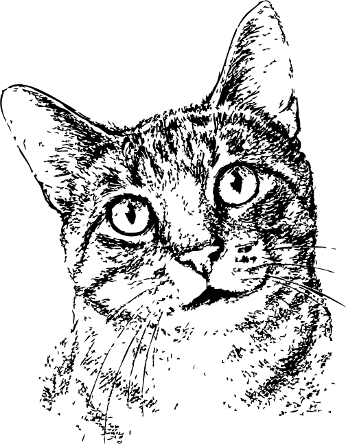 Summer Meadows Pet Spa