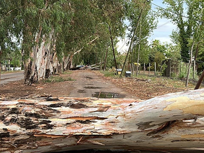 Muy triste: el granizo destrozó gran parte de la producción de San Martín
