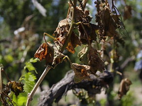 Mendoza ya transfirió 67 millones a los productores afectados por las heladas