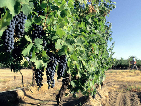 Tras conocerse el pronóstico de cosecha del INV, Mendoza pedirá que no se destine vino para mosto