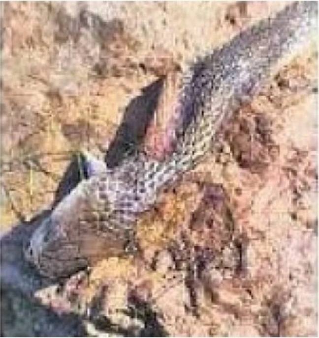 ree