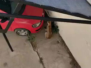Video: Un puma en el centro de General Alvear! El ejemplar murió mas tarde luego de ser capturado.