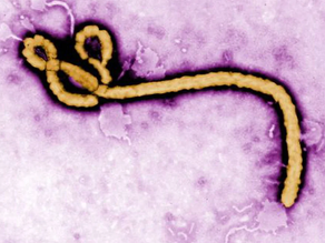 El brote de ébola produjo 23 muertes en Uganda, y la OMS evaluó el riesgo de propagación global