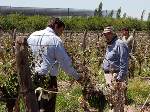 Los productores deben realizar la denuncia por heladas tardías para poder acceder a beneficios