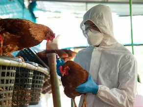 Chile confirmó el primer contagio en una persona de gripe aviar
