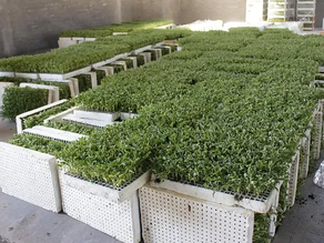 Se realizó la primera entrega del exitoso programa de Plantines de Tomate.