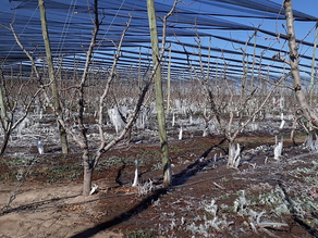 Heladas tardías: más de 3 mil productores solicitaron ser parte del programa Recuperagro