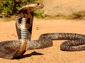 Un nene mordió a una cobra que lo atacó y mató a la serpiente