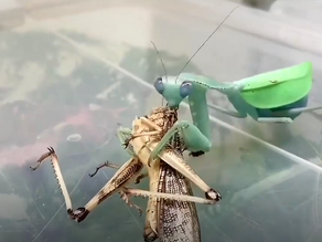 Video: una mantis liquida a una langosta, se la devora y su panza empieza a latir