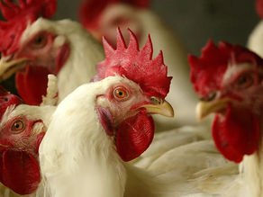 Por un brote de gripe aviar, murieron más de 240 mil gallinas en Mar del Plata y Río Negro