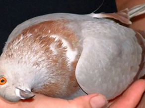 Inglaterra aterrorizada por las palomas zombies: tienen el cuello torcido y caminan en círculos