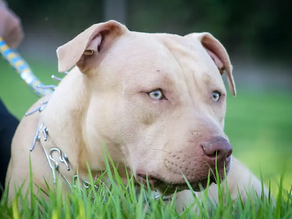 En Alvear Una Niña Fue Atacada Por Su Perro Pitbull
