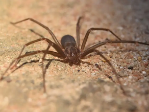 Una beba de 18 meses murió por la picadura de una “araña de rincón”