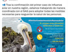 Detectaron el primer caso de gripe A en Valparaíso y aconsejaron no tener contacto con aves
