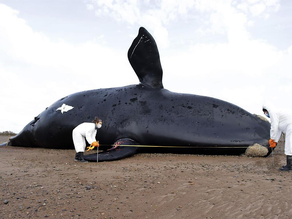 Marea roja, principal sospechosa por muerte de 30 ballenas en Península Valdés