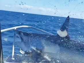 Pánico en el mar: un enorme tiburón mako saltó sobre un barco de pescadores
