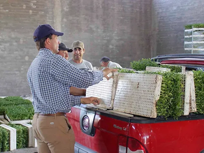 62 productores beneficiados con la entrega de 880 mil plantines de tomate, que este año fue récord