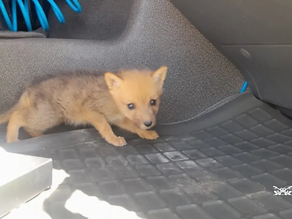 Llevaba un cachorro de zorro gris oculto en la cabina de un camión