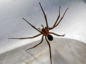 Un hombre de 52 años fue picado por una araña de rincón y a los tres días murió