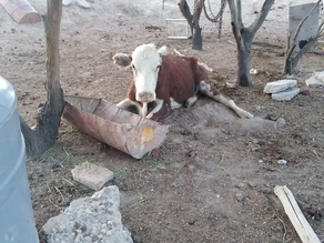 Mendoza.Por la sequía extrema, ganaderos mendocinos han perdido entre el 50 y el 70% de sus animales