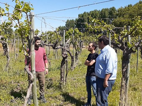El granizo en la zona Este causó daños menores a la producción