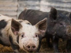 Atención: Recomendaciones para comprar chacinados y embutidos de cerdo