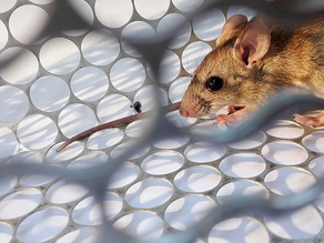 Una joven de 23 años de Rosario se encuentra en grave estado tras haberse contagiado de hantavirus