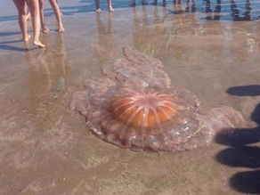 Medusas gigantes en las playas argentinas: de qué se trata este fenómeno?