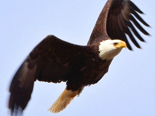 Military Pensions and Social Security