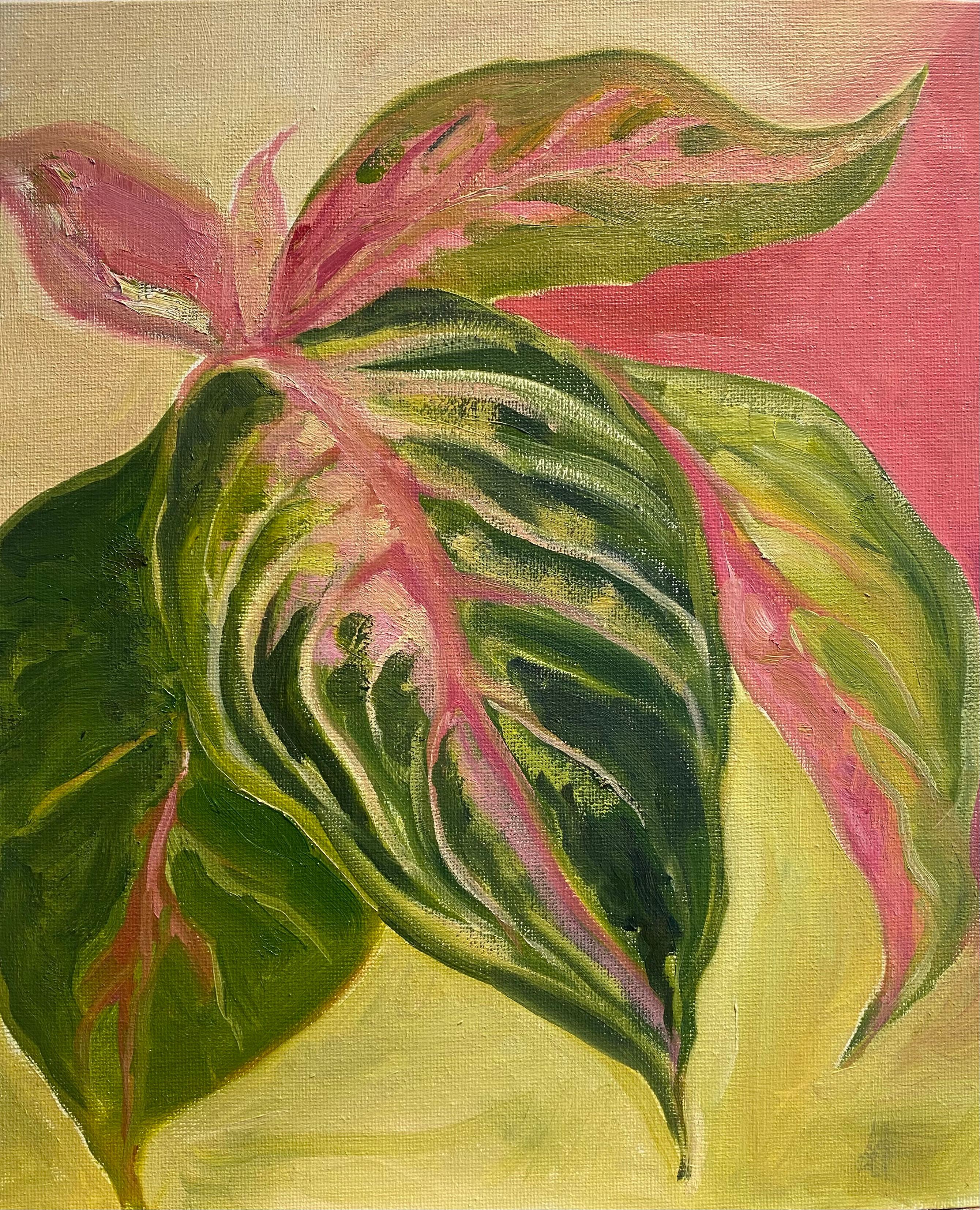 Algaonema ‘Bella’