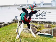 A baby cow dressed up in an elf costume