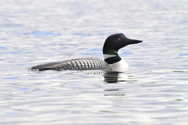 Big Loon boblaney