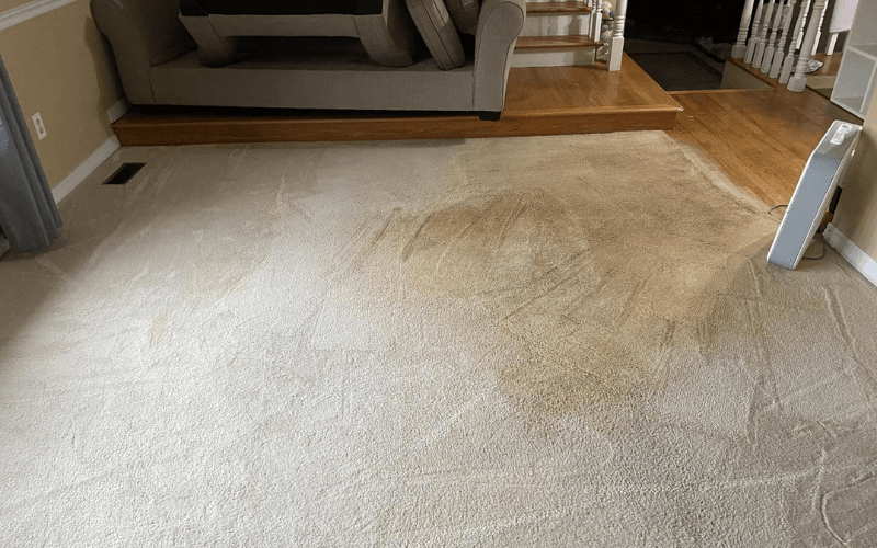 Reasons Why Carpet Stains Reoccur After Cleaning